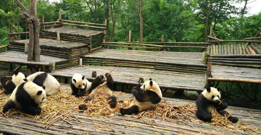 Chengdu Private Tour of Leshan Buddha and Panda Base - A 9-Hour Private Day, Built for Efficiency