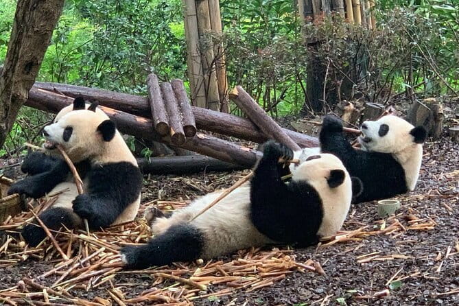 Chengdu Research Base of Giant Panda Breeding Ticket pre-booking - Key Highlights You Will Actually Care About