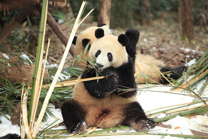 Chengdu Research Base of Giant Panda Breeding Ticket pre-booking - Chengdu Panda Base Tickets: Why This Spot Is a Top Priority