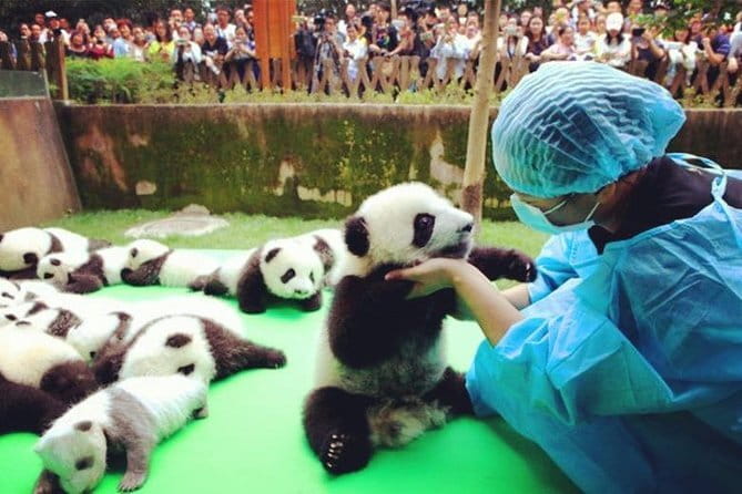 Chengdu Research Base of Giant Panda Breeding Ticket pre-booking - The 2 to 4 Hour Visit: What Your Time Budget Should Look Like