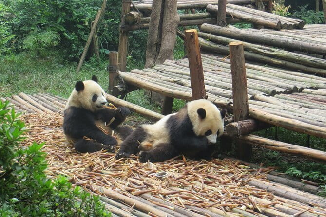 Chengdu Research Base of Giant Panda Breeding Ticket pre-booking - Where It Is Located, and Why the Transit Plan Affects Your Mood