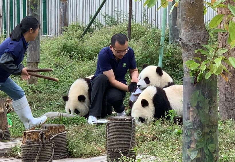 Chengdu: Volunteer Day Experience at Dujiangyan Panda base - Check-in, work clothes, gloves, and how the keepers guide you