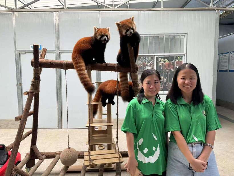 Chengdu: Volunteer Day Experience at Dujiangyan Panda base - Keeper feeding at very close distance: the moment that makes the day