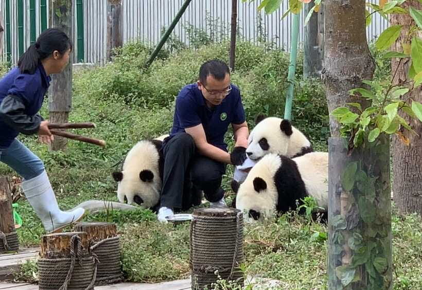 Chengdu: Volunteer Day Experience at Dujiangyan Panda base - Lunch at the base: what you get, what you might want to add