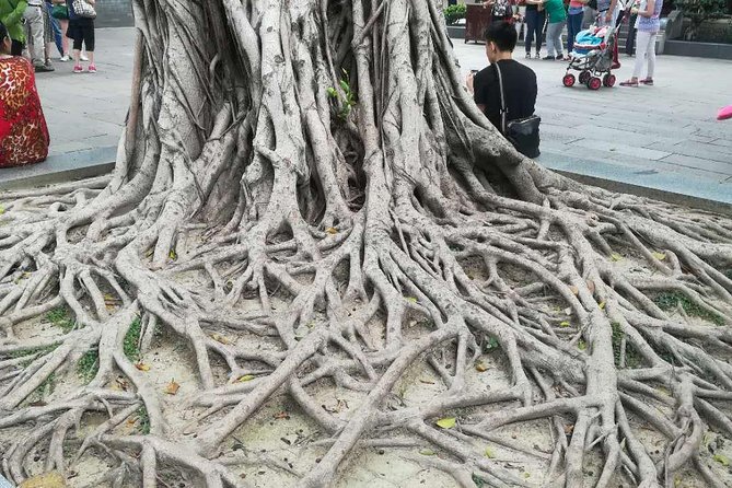Customised Private Guangzhou City Tour with Flexible Itinerary - Liurong Temple and the Six Banyan Trees: A Short Temple Stop That Feels Different