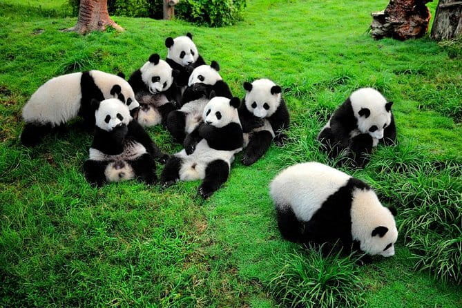 Day tour Chengdu Panda Base Leshan Giant Buddha with local Lunch - Entrance Fees and Onsite Ticket Help: Why This Tour Saves Time