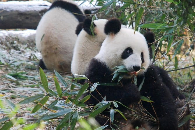 Day tour Chengdu Panda Base Leshan Giant Buddha with local Lunch - Price and Value: When $130 Feels Fair