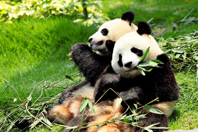 Day Tour: Chengdu Panda Breeding Base and Leshan Giant Buddha - Key Things That Make This Day Trip Worth Your Time