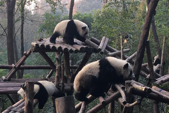 Day Tour: Chengdu Panda Breeding Base and Leshan Giant Buddha - Early Pickup from Chengdu, Then Off to Panda Country