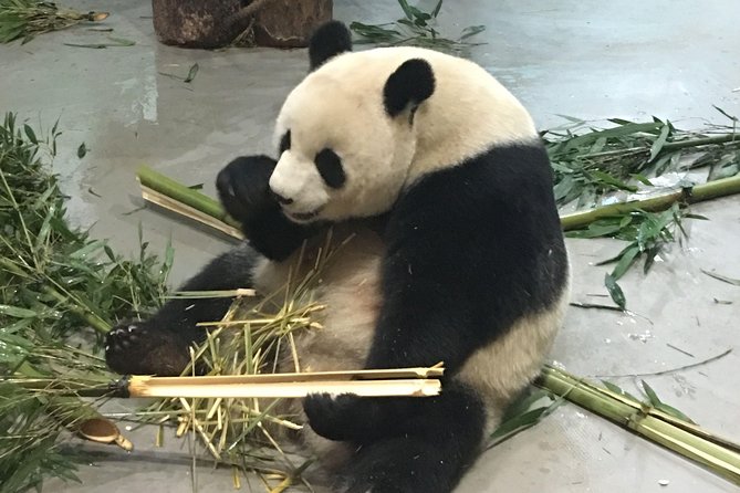Day Tour: Chengdu Panda Breeding Base and Leshan Giant Buddha - Departing Around 11am: Why the Timing Feels Tight