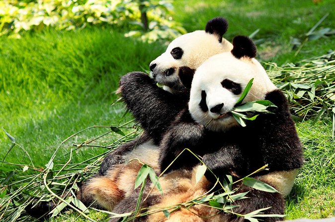 Day Tour: Chengdu Panda Breeding Base and Leshan Giant Buddha - Lunch Near the Buddha, Then Photo and Views Time