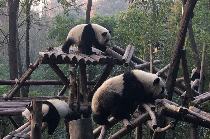 Day Tour: Chengdu Panda Breeding Base and Leshan Giant Buddha - Optional Sichuan Opera at a Tea House: Face Changing and Fire Spitting