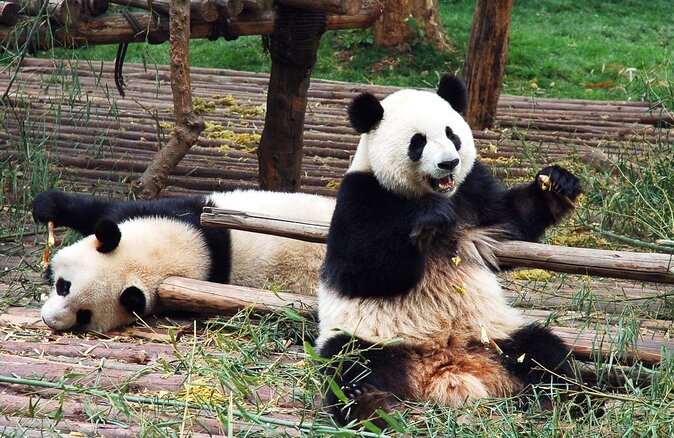 Dujiangyan Panda Base and Mount Qingcheng - Key highlights at a glance