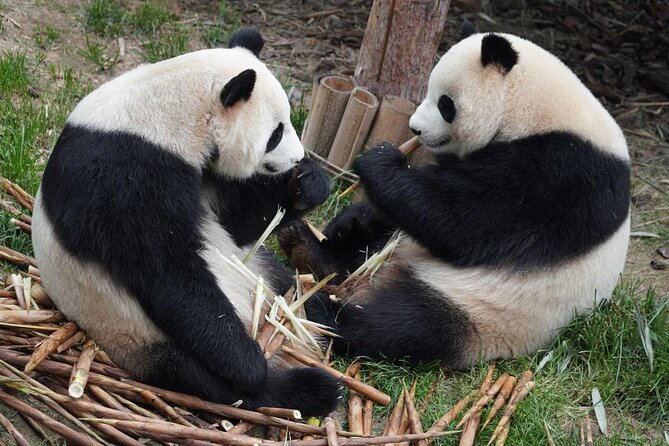 Dujiangyan/Wolong Panda Sanctuary day tour option panda keeper - Why This Panda Day Skips the Chengdu Crowd