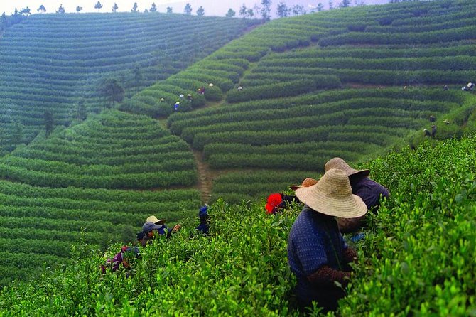 Experience Chengdu: Private Tea-Making Day Tour of Mengdingshan Tea Plantation - The 2-hour Chengdu drive, what to expect and how to enjoy it