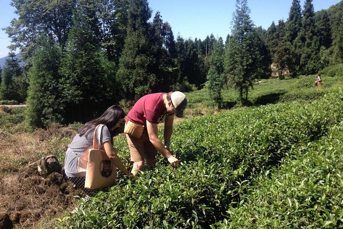 Experience Chengdu: Private Tea-Making Day Tour of Mengdingshan Tea Plantation - Tea picking demonstration and your hands-on try