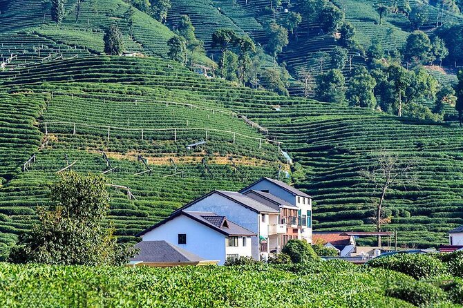 Flexible Hangzhou Private Tour from Shanghai by Bullet Train - Why this Hangzhou day trip feels like a win