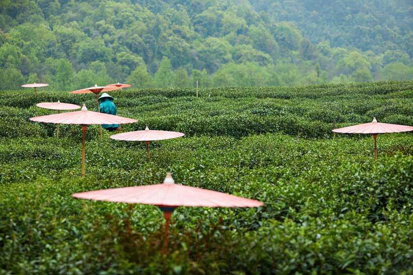 From Shanghai: Hangzhou Private Day Trip by Bullet Train - A Faster Way To Reach Hangzhou, Passport Ticket Included