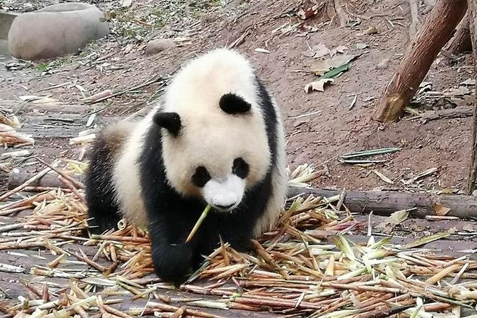 Giant Panda and Buddha 1 day tour - Boat ride timing: seeing scale instead of just scenery