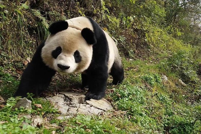 Giant Panda and Buddha 1 day tour - Small group size plus real Q&A with your guide