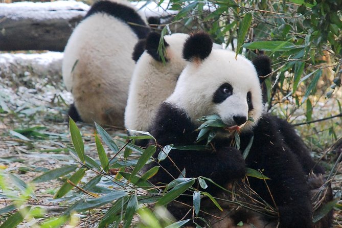 Giant Panda and Buddha 1 day tour - The drive to Leshan: when the stories make the transfer feel shorter