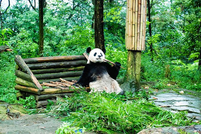 Giant Panda and Leshan Buddha Day Trip from Chengdu - Why this Panda plus Leshan mix is such good value
