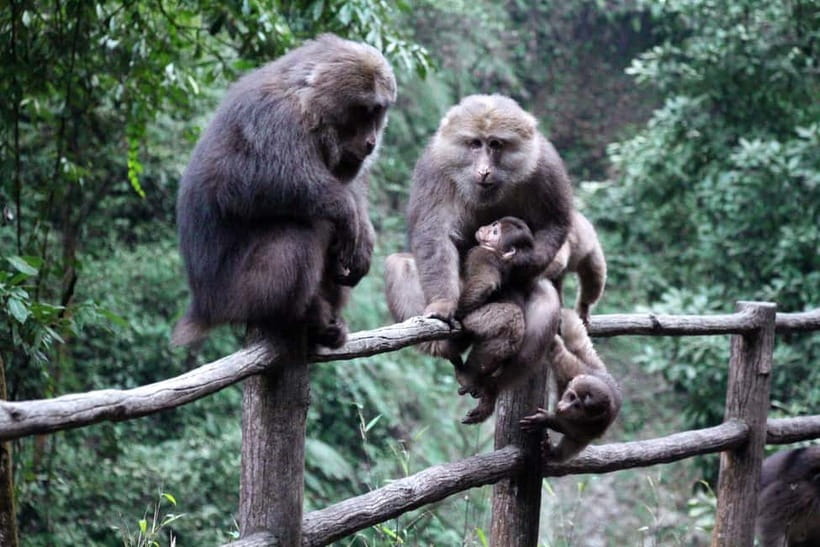 Golden Buddha & Cloud Sea: Emei Mountain Private Tour - Wild Monkeys: Fun, Fast, and Best Watched from a Distance