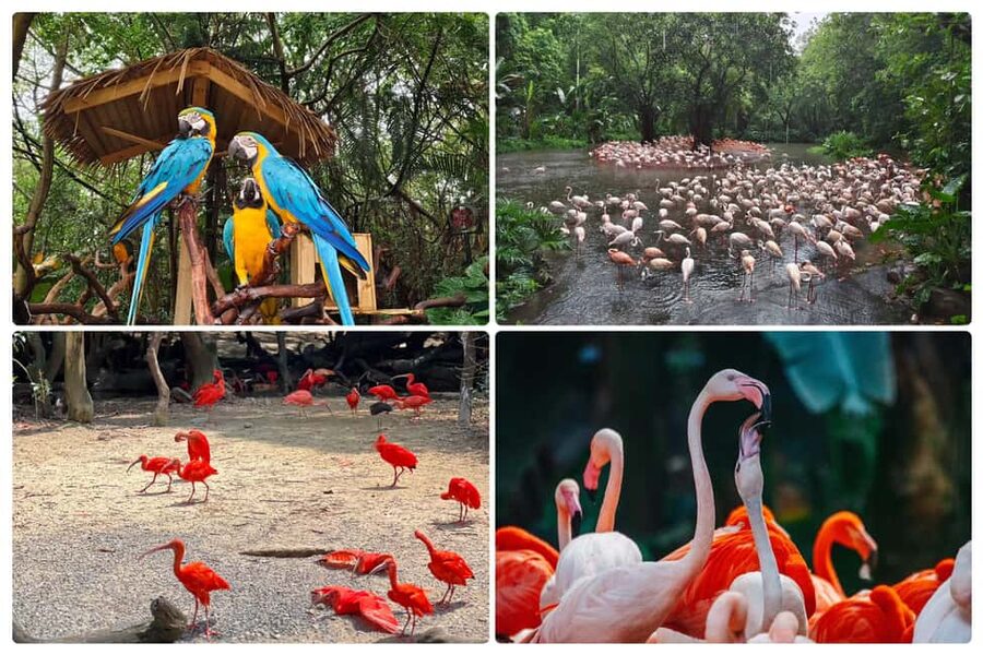 Guangzhou Chimelong: Safari Park/Paradise（Optional Day Tour） - Key Things To Know Before You Go