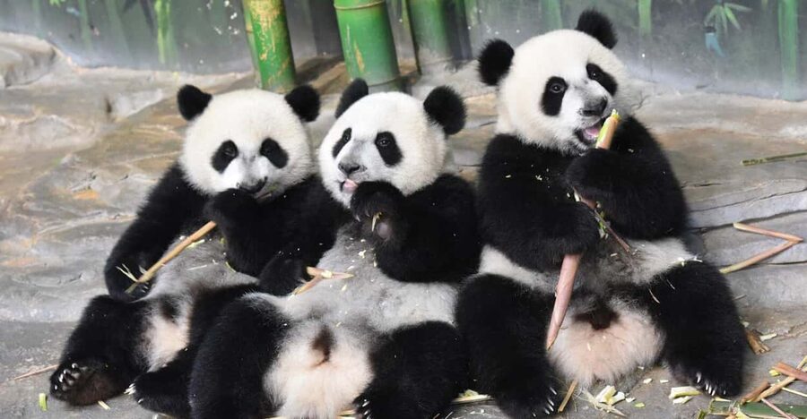 Guangzhou Chimelong: Safari Park/Paradise（Optional Day Tour） - Safari Park: Panda Time, Plus White Tigers and African Elephants