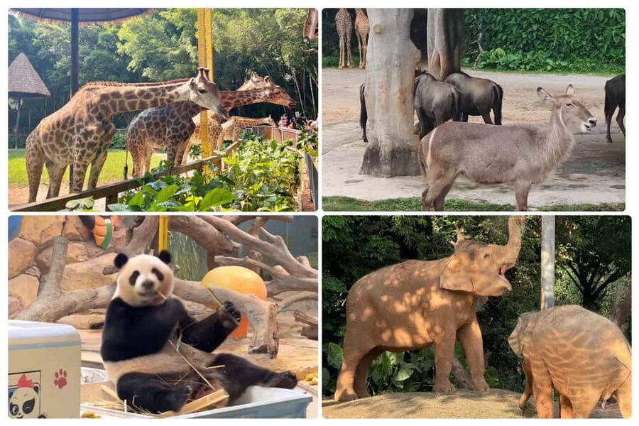Guangzhou Chimelong: Safari Park/Paradise（Optional Day Tour） - Choosing Your Day Plan: Safari Morning, Paradise Afternoon (or Vice Versa)