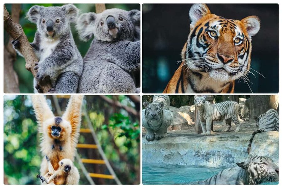 Guangzhou Chimelong: Safari Park/Paradise（Optional Day Tour） - Fitness, Mobility, and Comfort Checks You Should Not Skip
