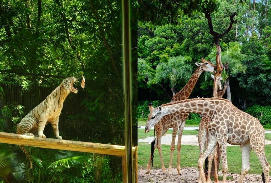 Guangzhou Chimelong: Safari Park/Paradise（Optional Day Tour） - Rules of the Park: What’s Not Allowed