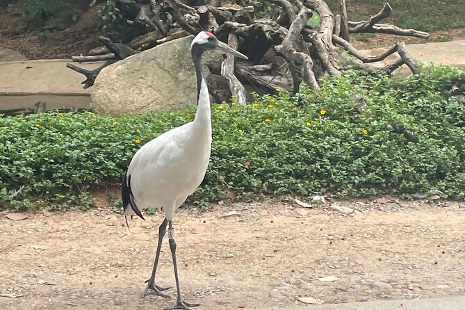 Guangzhou Private Safari Tour with Ride and Giant Panda viewing - Rides and views inside the park: how to use the cable car and safari train