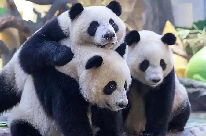 Guangzhou Private Safari Tour with Ride and Giant Panda viewing - How the guide helps with photos and show timing (and why that matters)