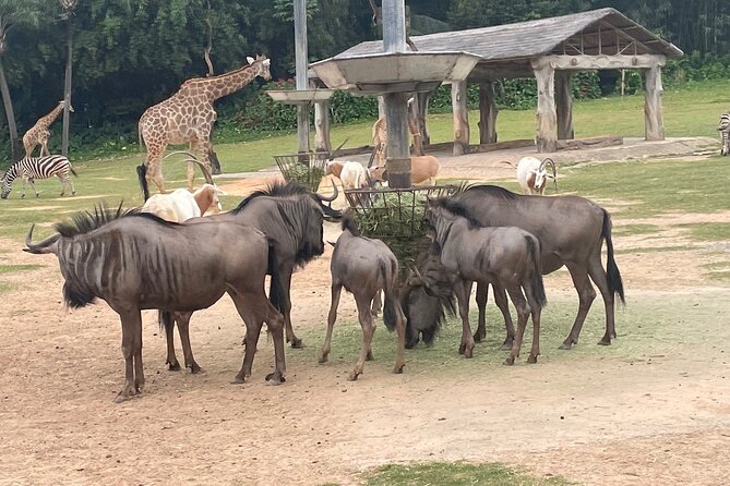 Guangzhou Private Safari Tour with Ride and Giant Panda viewing - How long you’ll be out, and when this tour works best
