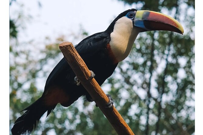 Guangzhou Private Safari Tour with Ride and Giant Panda viewing - The practical stuff: mobile ticket, weather, and day-of reality