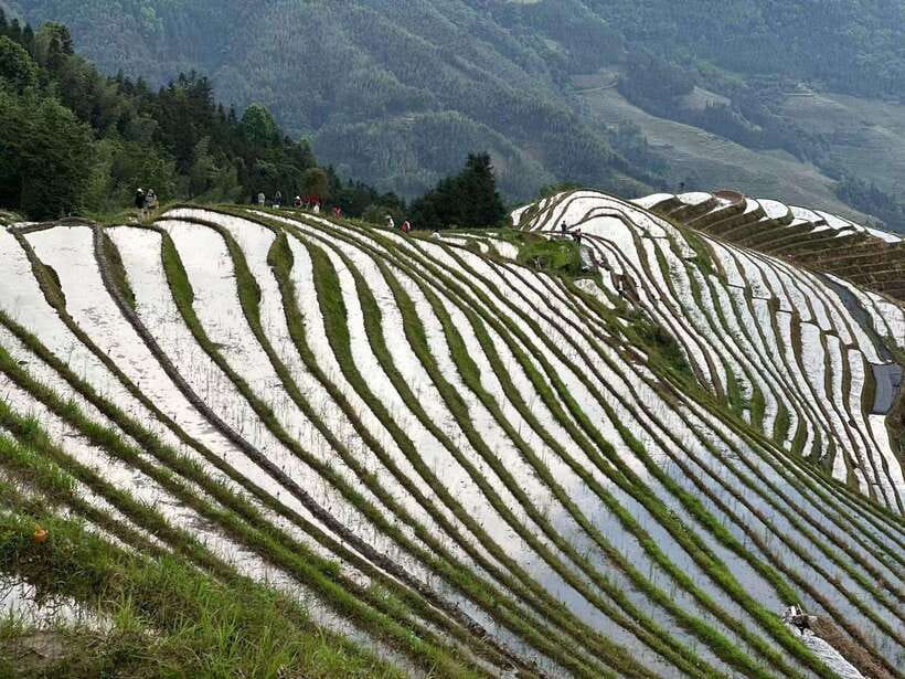 Guilin: Day tour of Longji Rice Terraces and Yangshuo - Price and logistics: what $195 gets you, and what might cost extra