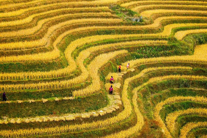 Guilin: Longji Rice Terraces and Villages Private Day Tour - Dragon’s Backbone Terraces, Plus Village Context