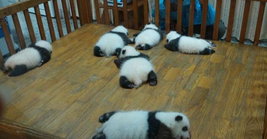 Half Day Amazing Chengdu Panda Base Trip - Key things I’d circle before you go