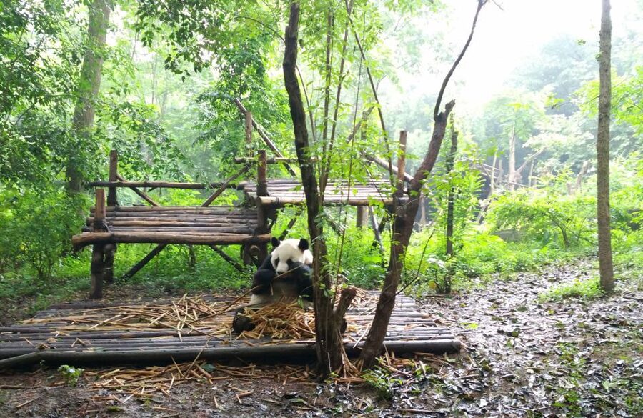 Half Day Amazing Chengdu Panda Base Trip - Possible downsides to consider before you book