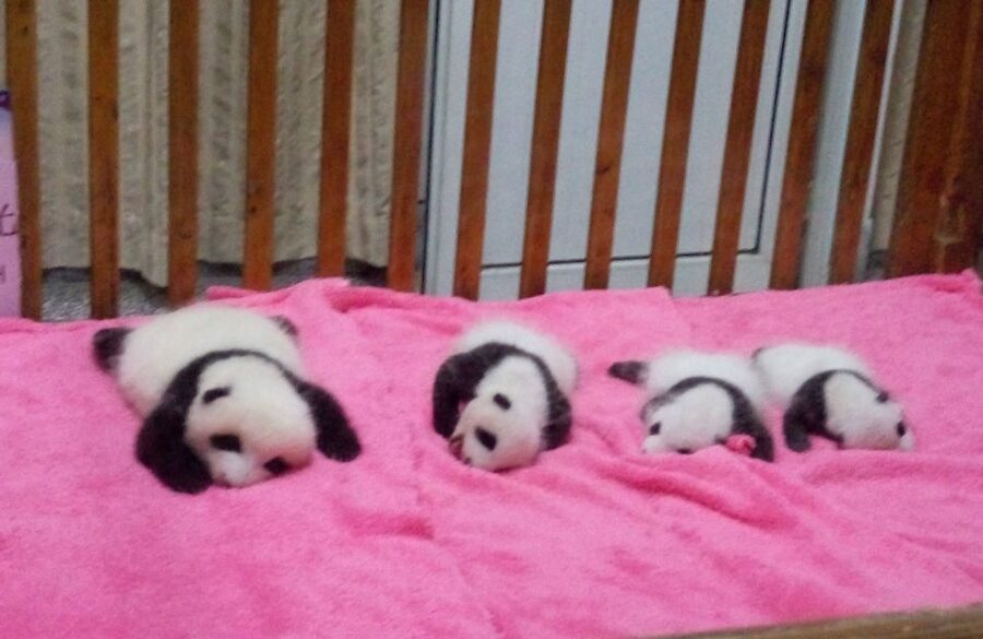 Half Day Amazing Chengdu Panda Base Trip - Morning panda energy at the Chengdu Research Base