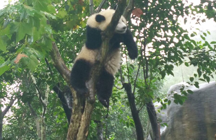 Half Day Amazing Chengdu Panda Base Trip - What you actually see: bamboo, giant pandas, and more animals