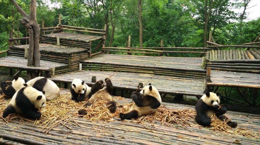 Half Day Amazing Chengdu Panda Base Trip - The English guide factor, plus real names you might hear