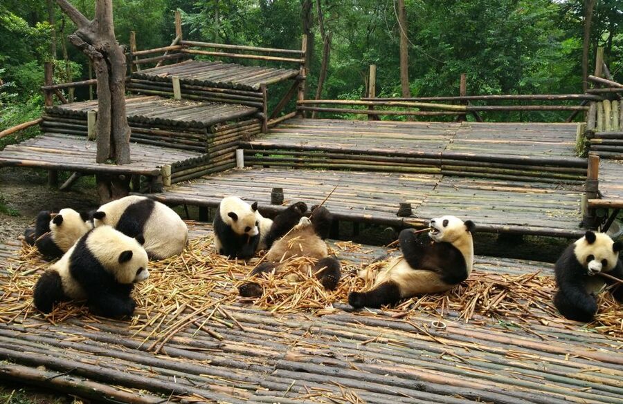 Half Day Amazing Chengdu Panda Base Trip - Entrance ticket included, and why the viewing setup matters