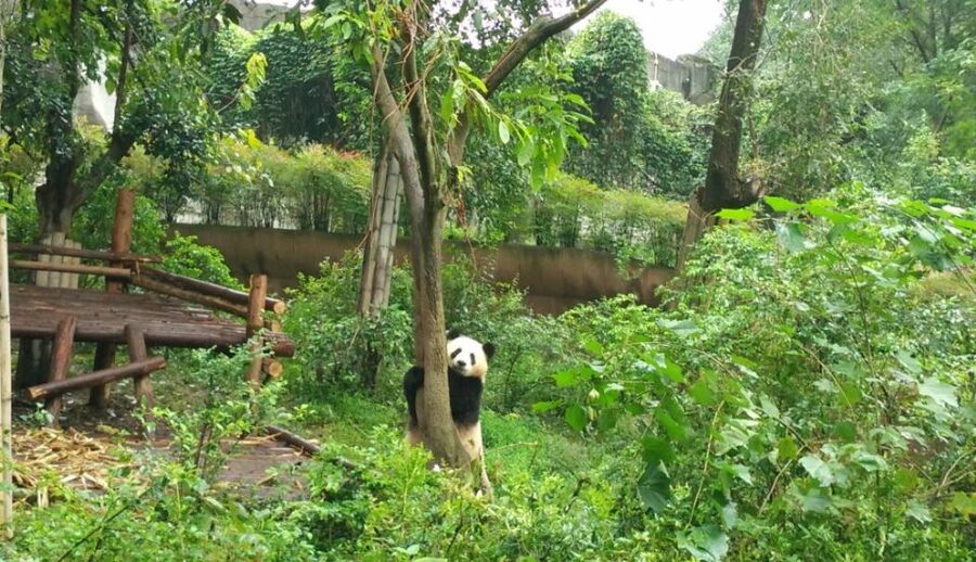 Half Day Amazing Chengdu Panda Base Trip - How to get the best panda moments without stressing