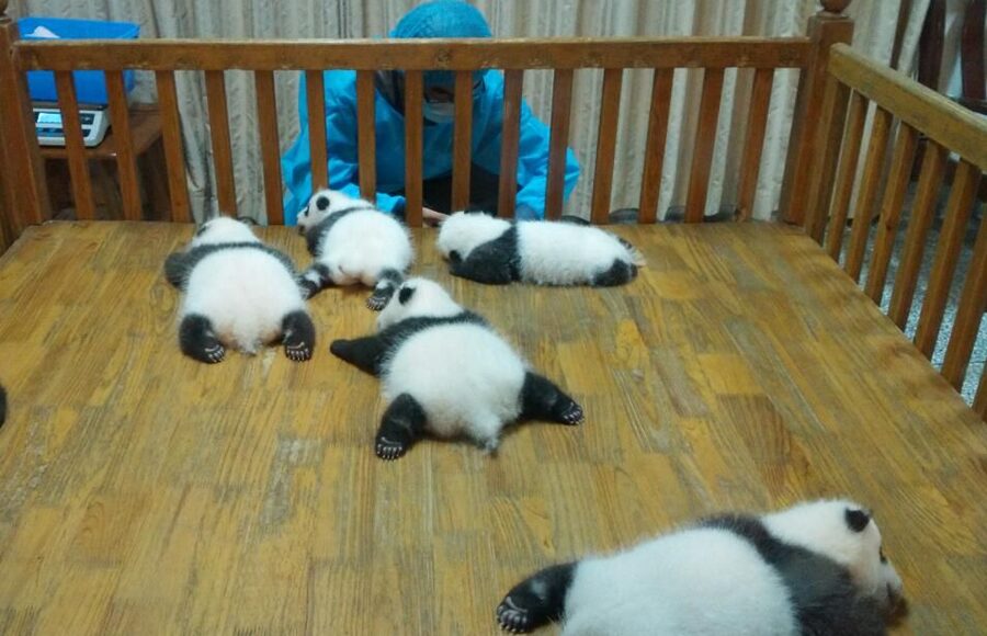 Half Day Amazing Chengdu Panda Base Trip - Who this tour suits best in your Chengdu plans