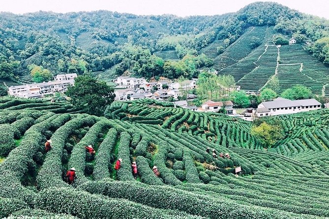 Half-Day Hangzhou Private Tour with Green Tea Village and Lingyin Temple - Longjing tea village walk and what the tea setting adds