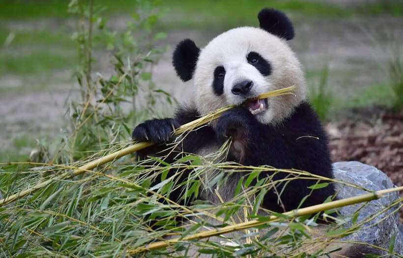 Half day small group tour to Chengdu Panda Breeding Center - Key things to notice before you go