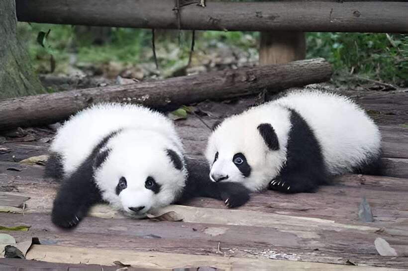Half day small group tour to Chengdu Panda Breeding Center - A half-day panda trip that actually feels half-day