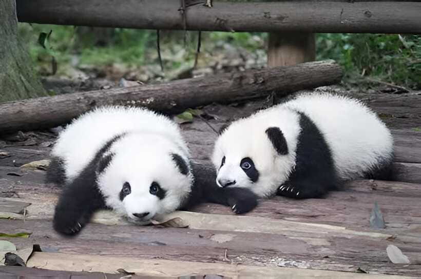 Half day small group tour to Chengdu Panda Breeding Center - Price and what $54 covers (and what it does not)